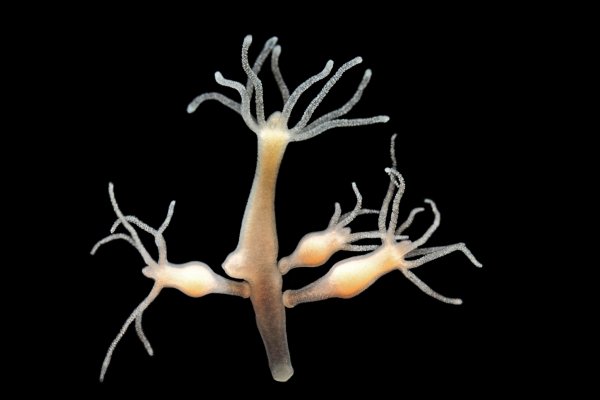 Kraken актуальное